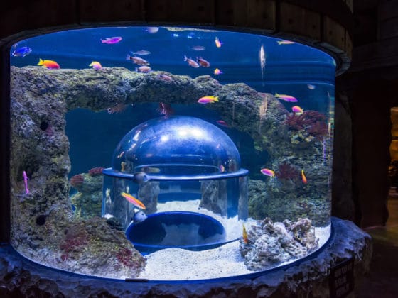 Different aquariums for different ideas